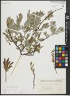 Foto von Salix repens L. x Salix viminalis L.